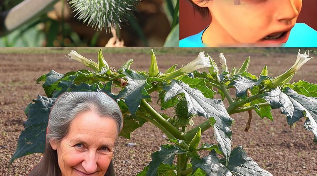 The Hidden Dangers of Oleander: A Beautiful Yet Lethal Plant The Hidden Dangers of Oleander: A Beautiful Yet Lethal Plant