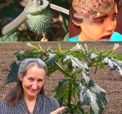 The Hidden Dangers of Oleander: A Beautiful Yet Lethal Plant The Hidden Dangers of Oleander: A Beautiful Yet Lethal Plant