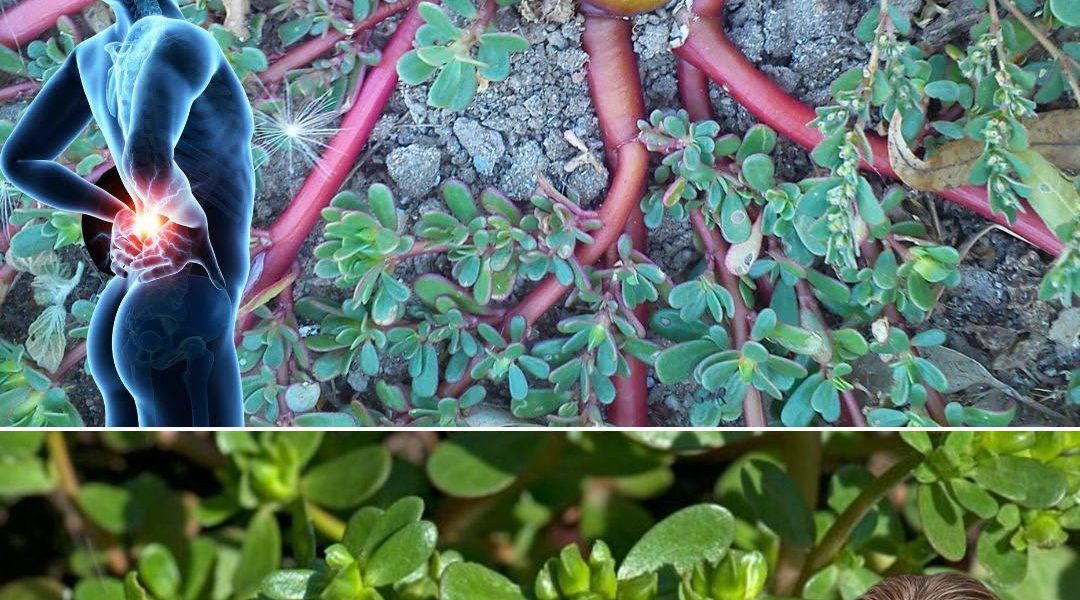 Why You Should Embrace Purslane in Your Garden: 8 Irresistible Reasons Why You Should Embrace Purslane in Your Garden: 8 Irresistible Reasons