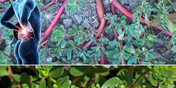 Why You Should Embrace Purslane in Your Garden: 8 Irresistible Reasons