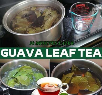 How to Make Guava Leaf Tea: A Simple and Beneficial Guide How to Make Guava Leaf Tea: A Simple and Beneficial Guide