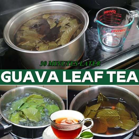 How to Make Guava Leaf Tea: A Simple and Beneficial Guide How to Make Guava Leaf Tea: A Simple and Beneficial Guide