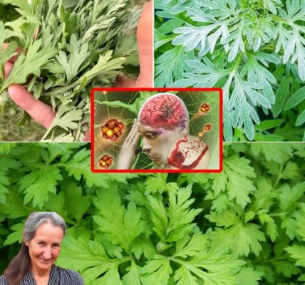Unlock the Calming Power of Mugwort: A Natural Solution for Better Sleep Unlock the Calming Power of Mugwort: A Natural Solution for Better Sleep