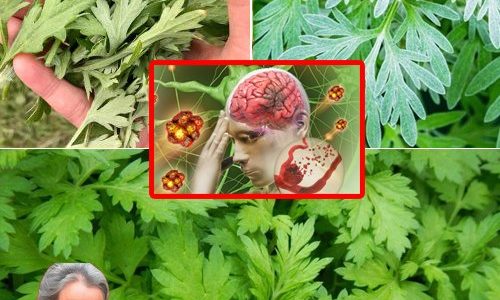 Unlock the Calming Power of Mugwort: A Natural Solution for Better Sleep