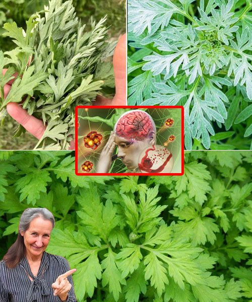 Unlock the Calming Power of Mugwort: A Natural Solution for Better Sleep Unlock the Calming Power of Mugwort: A Natural Solution for Better Sleep