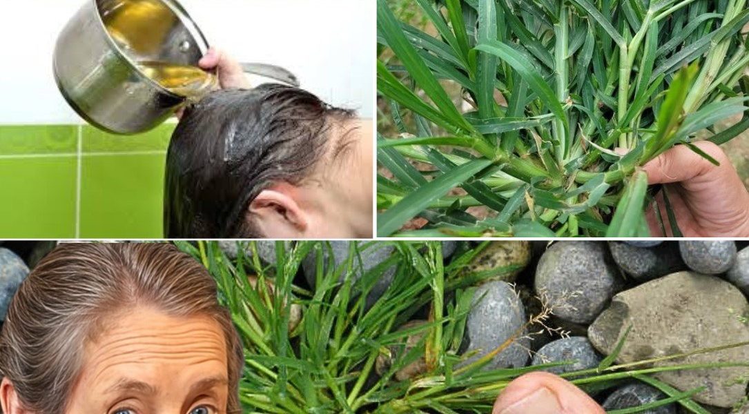 Discover the Power of Crabgrass: A Surprising Superfood with Remarkable Health Benefits Discover the Power of Crabgrass: A Surprising Superfood with Remarkable Health Benefits