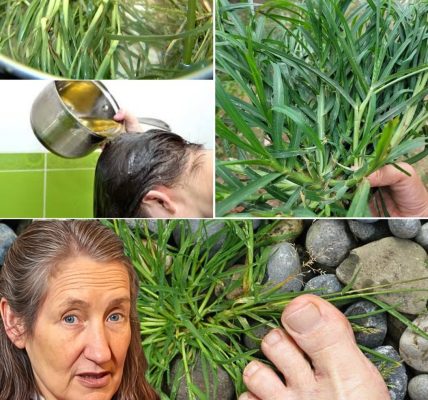Discover the Power of Crabgrass: A Surprising Superfood with Remarkable Health Benefits Discover the Power of Crabgrass: A Surprising Superfood with Remarkable Health Benefits