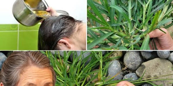Discover the Power of Crabgrass: A Surprising Superfood with Remarkable Health Benefits