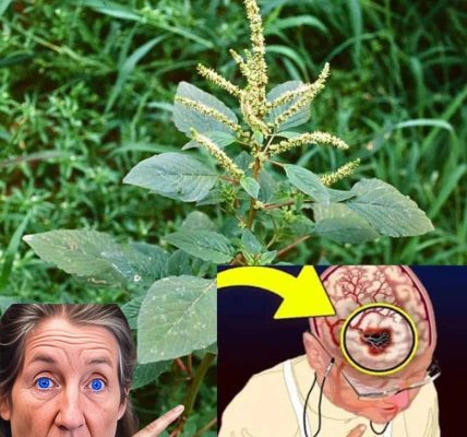 Discover the Hidden Gem in Your Garden: Bledo Blanco â The Overlooked Superfood and Brain Oxygenator Discover the Hidden Gem in Your Garden: Bledo Blanco â The Overlooked Superfood and Brain Oxygenator