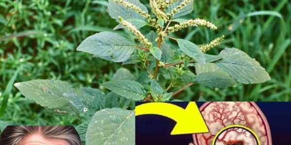 Discover the Hidden Gem in Your Garden: Bledo Blanco – The Overlooked Superfood and Brain Oxygenator