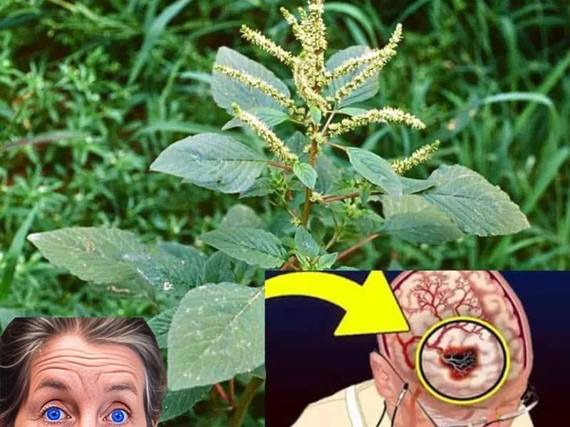 Discover the Hidden Gem in Your Garden: Bledo Blanco – The Overlooked Superfood and Brain Oxygenator Discover the Hidden Gem in Your Garden: Bledo Blanco – The Overlooked Superfood and Brain Oxygenator