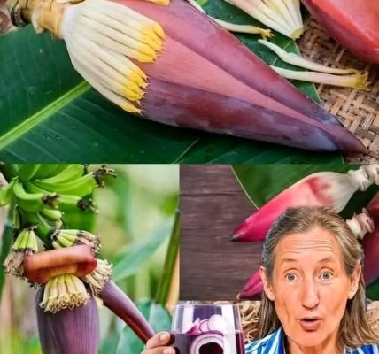 The Amazing Benefits of Eating Banana Blossoms: Why You Should Add Them to Your Diet The Amazing Benefits of Eating Banana Blossoms: Why You Should Add Them to Your Diet