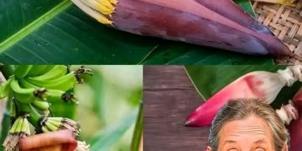 The Amazing Benefits of Eating Banana Blossoms: Why You Should Add Them to Your Diet