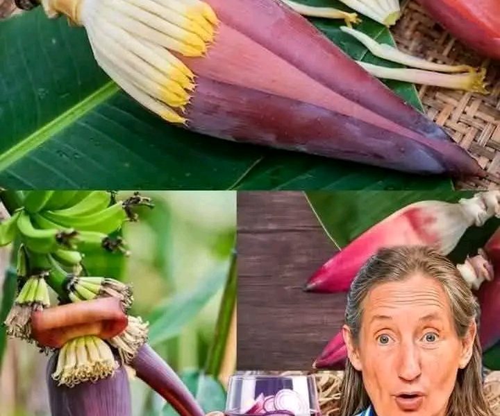 The Amazing Benefits of Eating Banana Blossoms: Why You Should Add Them to Your Diet The Amazing Benefits of Eating Banana Blossoms: Why You Should Add Them to Your Diet