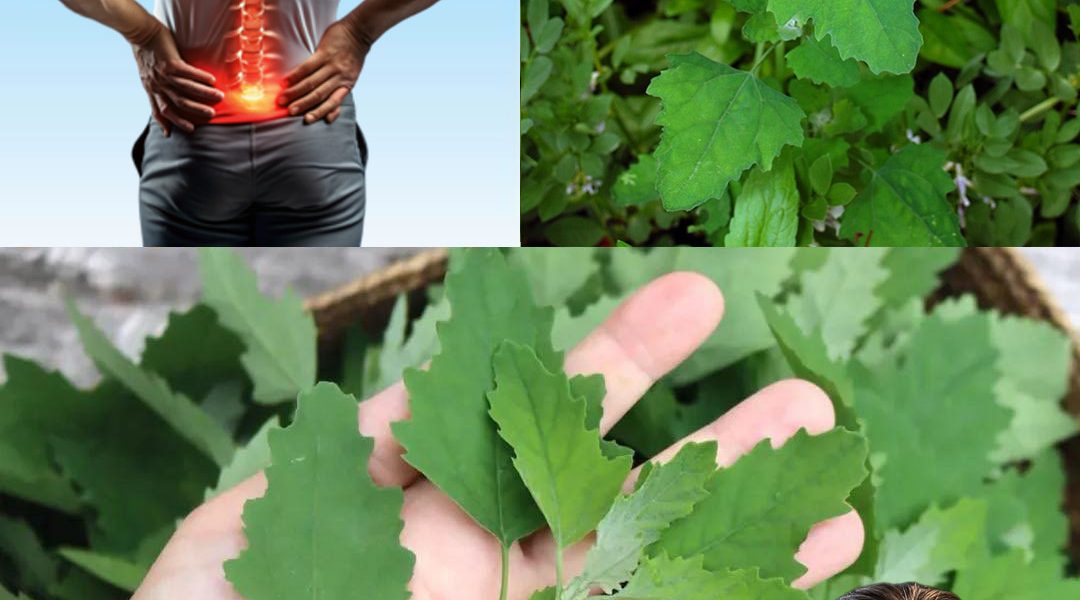 Unlock the Incredible Power of Lamb’s Quarters: The Superfood You’ve Been Missing Unlock the Incredible Power of Lamb’s Quarters: The Superfood You’ve Been Missing