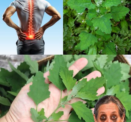 Unlock the Incredible Power of Lamb’s Quarters: The Superfood You’ve Been Missing Unlock the Incredible Power of Lamb’s Quarters: The Superfood You’ve Been Missing