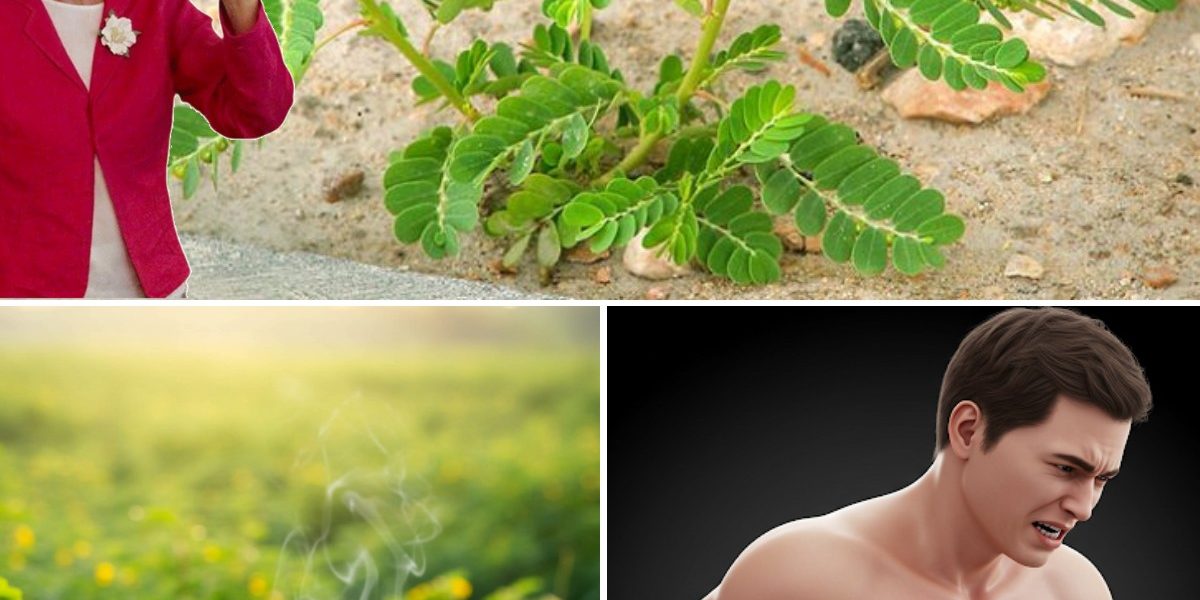12 Incredible Health Benefits of Phyllanthus Niruri – Don’t Throw It Away! 12 Incredible Health Benefits of Phyllanthus Niruri – Don’t Throw It Away!