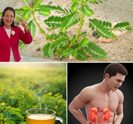 12 Incredible Health Benefits of Phyllanthus Niruri – Don’t Throw It Away! 12 Incredible Health Benefits of Phyllanthus Niruri – Don’t Throw It Away!
