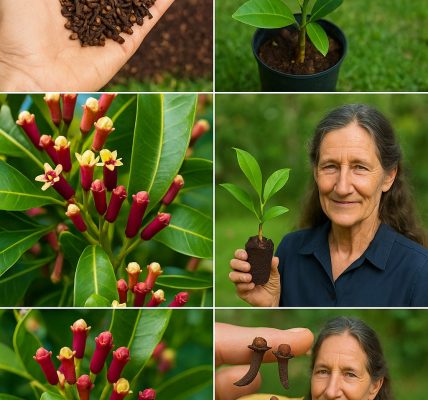 How to Grow Your Own Cloves: A Natural Journey to Flavor and Wellness How to Grow Your Own Cloves: A Natural Journey to Flavor and Wellness