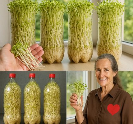 How to Grow Bean Sprouts at Home Using a Plastic Bottle – Ready in Just 3 Days How to Grow Bean Sprouts at Home Using a Plastic Bottle – Ready in Just 3 Days