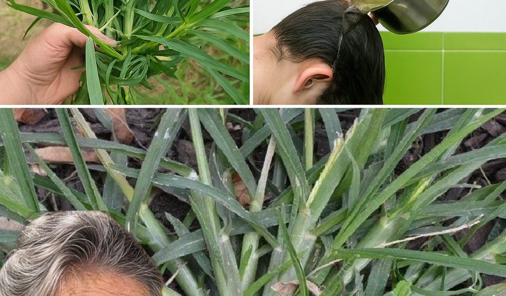 Unveiling the Hidden Health Miracle of Crabgrass 🌿 Unveiling the Hidden Health Miracle of Crabgrass 🌿