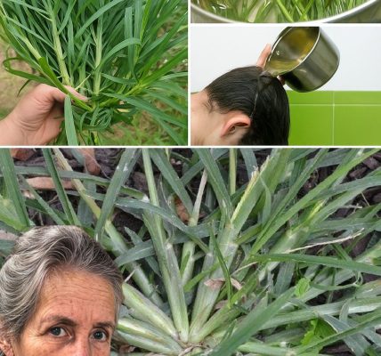 Unveiling the Hidden Health Miracle of Crabgrass šæ Unveiling the Hidden Health Miracle of Crabgrass šæ