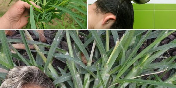 Unveiling the Hidden Health Miracle of Crabgrass 🌿