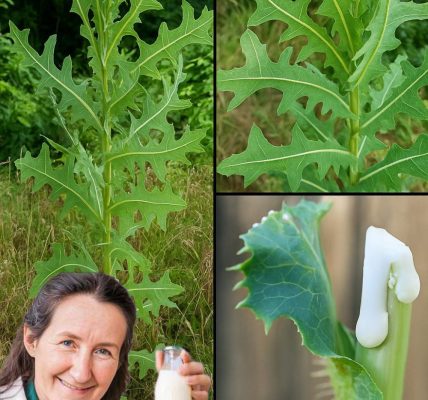 🌿 Unravel the Mystique of Wild Lettuce Sap: Nature’s Hidden Elixir for Pain and Peace 🌿 Unravel the Mystique of Wild Lettuce Sap: Nature’s Hidden Elixir for Pain and Peace