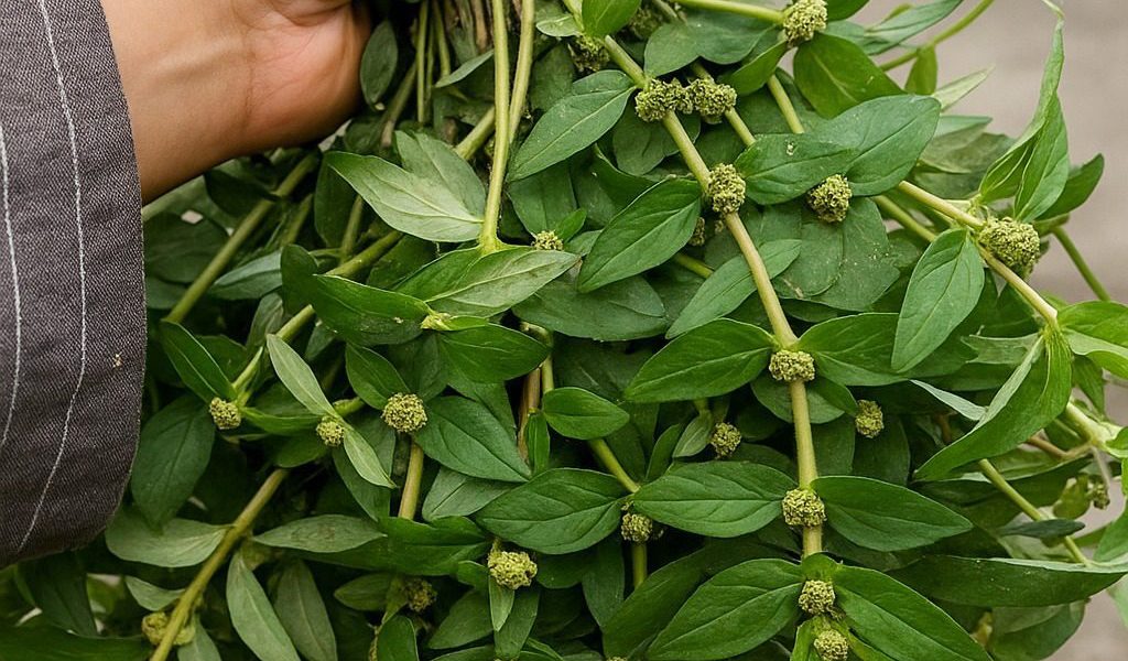 🌱 Discover the Mind-Blowing Secrets of Euphorbia Hirta: Nature’s Miracle Plant for Health and Healing 🌱 Discover the Mind-Blowing Secrets of Euphorbia Hirta: Nature’s Miracle Plant for Health and Healing