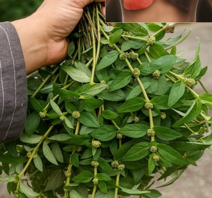 🌱 Discover the Mind-Blowing Secrets of Euphorbia Hirta: Nature’s Miracle Plant for Health and Healing 🌱 Discover the Mind-Blowing Secrets of Euphorbia Hirta: Nature’s Miracle Plant for Health and Healing