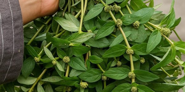 🌱 Discover the Mind-Blowing Secrets of Euphorbia Hirta: Nature’s Miracle Plant for Health and Healing