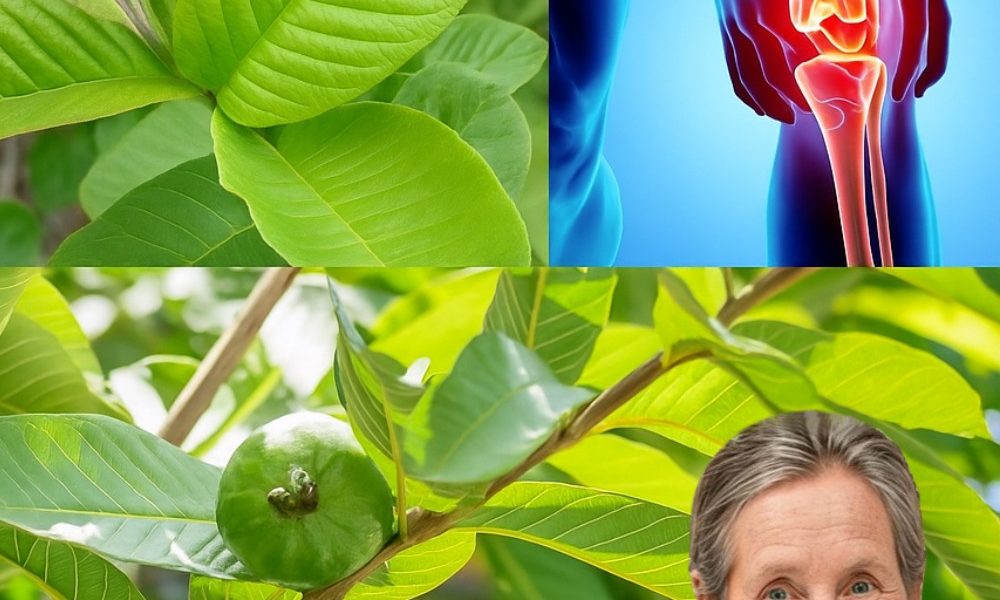 Amazing Uses of Guava Leaves You Probably Didn’t Know About Amazing Uses of Guava Leaves You Probably Didn’t Know About