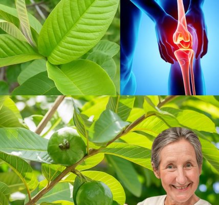 Amazing Uses of Guava Leaves You Probably Didn’t Know About Amazing Uses of Guava Leaves You Probably Didn’t Know About