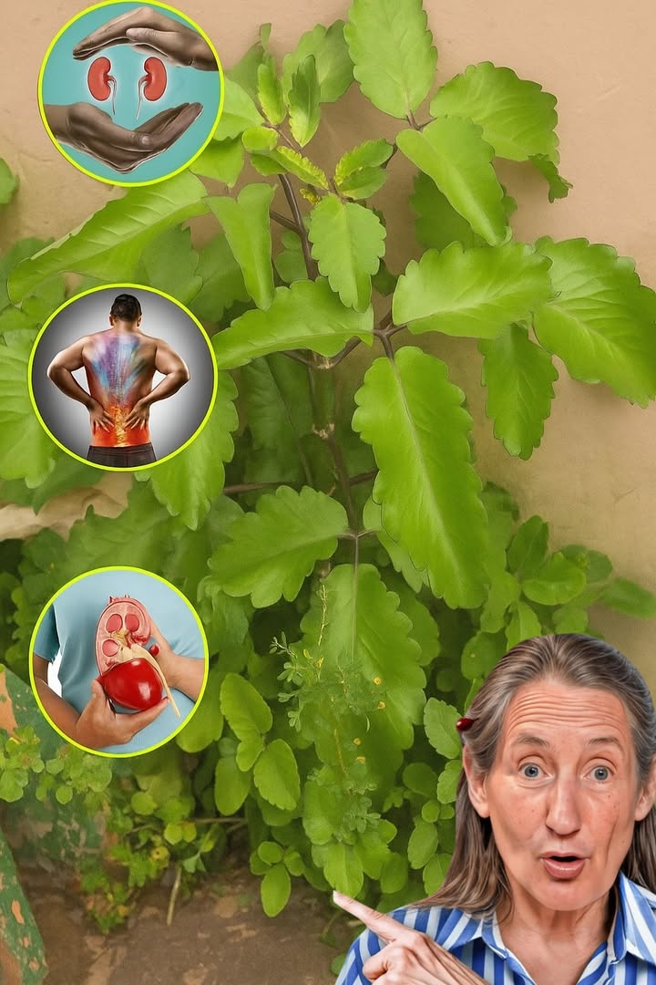 🌿 The Mysterious Plant in Your Garden: Could Kalanchoe Brasiliensis Be Your Hidden Health Ally? 🌿 The Mysterious Plant in Your Garden: Could Kalanchoe Brasiliensis Be Your Hidden Health Ally?