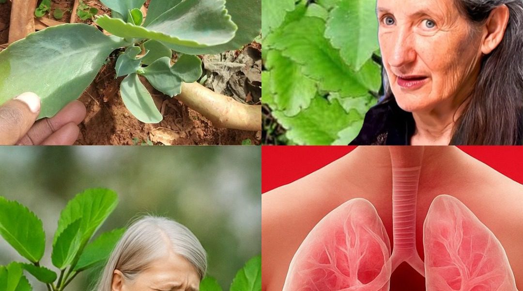 Unlock the Secret of Kalanchoe Pinnata: The Miracle Leaf Transforming Skincare and Wellness 🌱 Unlock the Secret of Kalanchoe Pinnata: The Miracle Leaf Transforming Skincare and Wellness 🌱