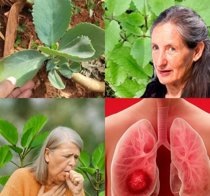 Unlock the Secret of Kalanchoe Pinnata: The Miracle Leaf Transforming Skincare and Wellness 🌱 Unlock the Secret of Kalanchoe Pinnata: The Miracle Leaf Transforming Skincare and Wellness 🌱