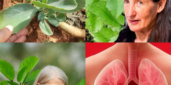 Unlock the Secret of Kalanchoe Pinnata: The Miracle Leaf Transforming Skincare and Wellness 🌱