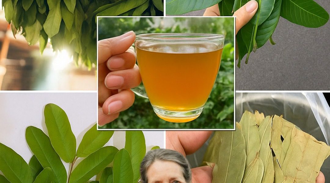 🌿 Nature’s Secret Remedies: Unleash the Astonishing Power of Avocado, Mango, Bay, and Guava Leaves for Radiant Health—Are You Ready? 🌿 Nature’s Secret Remedies: Unleash the Astonishing Power of Avocado, Mango, Bay, and Guava Leaves for Radiant Health—Are You Ready?