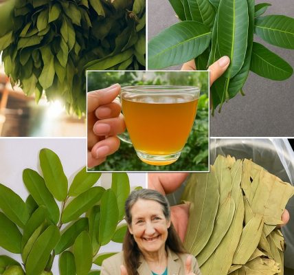 🌿 Nature’s Secret Remedies: Unleash the Astonishing Power of Avocado, Mango, Bay, and Guava Leaves for Radiant Health—Are You Ready? 🌿 Nature’s Secret Remedies: Unleash the Astonishing Power of Avocado, Mango, Bay, and Guava Leaves for Radiant Health—Are You Ready?