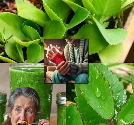 🌿 Kalanchoe Pinnata: The Miracle Leaf That’s Your Key to Vibrant Health 🌿 Kalanchoe Pinnata: The Miracle Leaf That’s Your Key to Vibrant Health