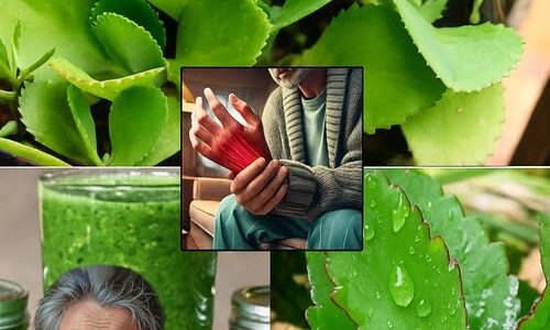 🌿 Kalanchoe Pinnata: The Miracle Leaf That’s Your Key to Vibrant Health