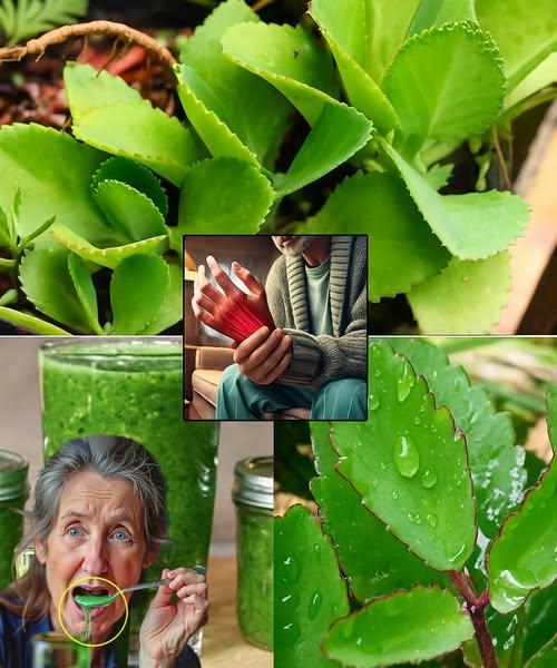 🌿 Kalanchoe Pinnata: The Miracle Leaf That’s Your Key to Vibrant Health 🌿 Kalanchoe Pinnata: The Miracle Leaf That’s Your Key to Vibrant Health