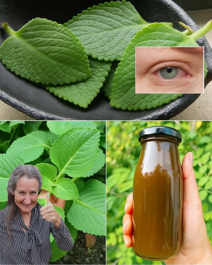 🌿 Oregano Orejon: The Ancient Secret to Sharper Vision and Vibrant Health 🌿 Oregano Orejon: The Ancient Secret to Sharper Vision and Vibrant Health