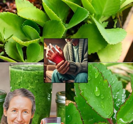 The Miracle Leaf Unveiled: Why Kalanchoe Pinnata Is Your New Wellness Obsession 🌱 The Miracle Leaf Unveiled: Why Kalanchoe Pinnata Is Your New Wellness Obsession 🌱