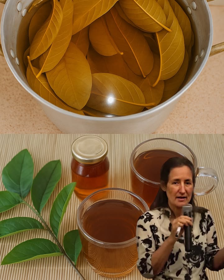 🌿 What Happens to Your Body When You Sip Guava Leaf Infusion? A Hidden Health Revolution 🌿 What Happens to Your Body When You Sip Guava Leaf Infusion? A Hidden Health Revolution