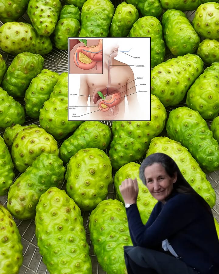 đż Unlock the Secret to Vibrant Health with Noni, Bay Leaf & Turmeric Tea đż Unlock the Secret to Vibrant Health with Noni, Bay Leaf & Turmeric Tea