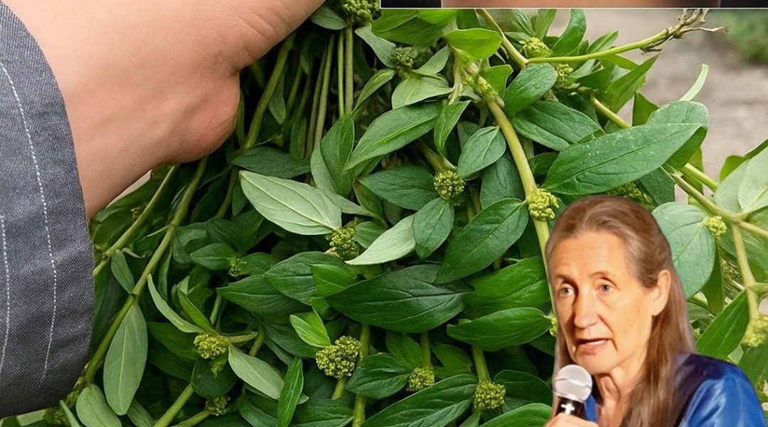 Discover Nature’s Secret: The Astonishing Healing Power of Euphorbia Hirta Unveiled! 🌿 Discover Nature’s Secret: The Astonishing Healing Power of Euphorbia Hirta Unveiled! 🌿