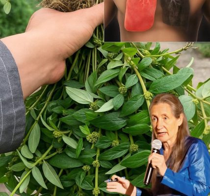 Discover Nature’s Secret: The Astonishing Healing Power of Euphorbia Hirta Unveiled! 🌿 Discover Nature’s Secret: The Astonishing Healing Power of Euphorbia Hirta Unveiled! 🌿