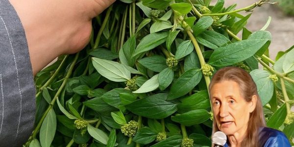 Discover Nature’s Secret: The Astonishing Healing Power of Euphorbia Hirta Unveiled! 🌿