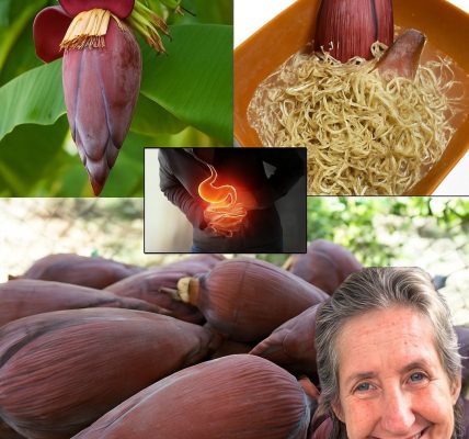 Unveiling the Banana Blossom: Your New Superfood Obsession Unveiling the Banana Blossom: Your New Superfood Obsession